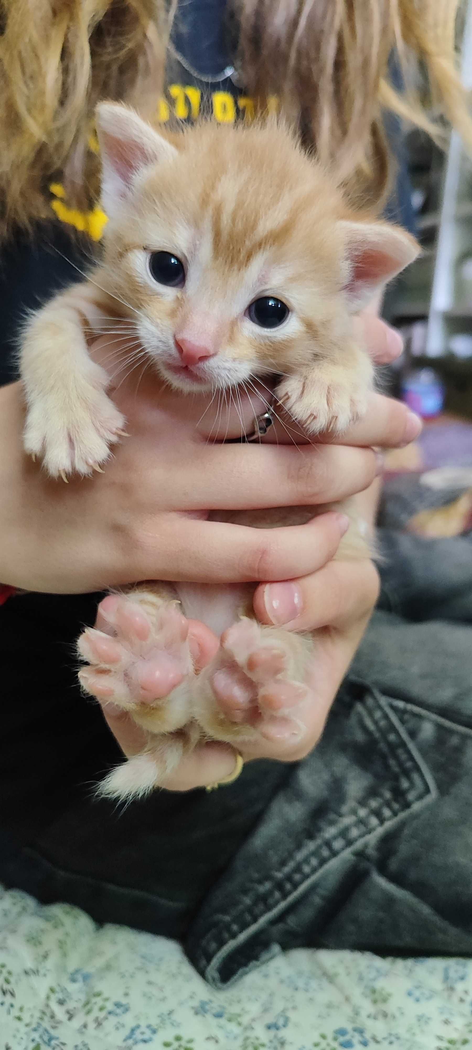Rudy kotek do adopcji