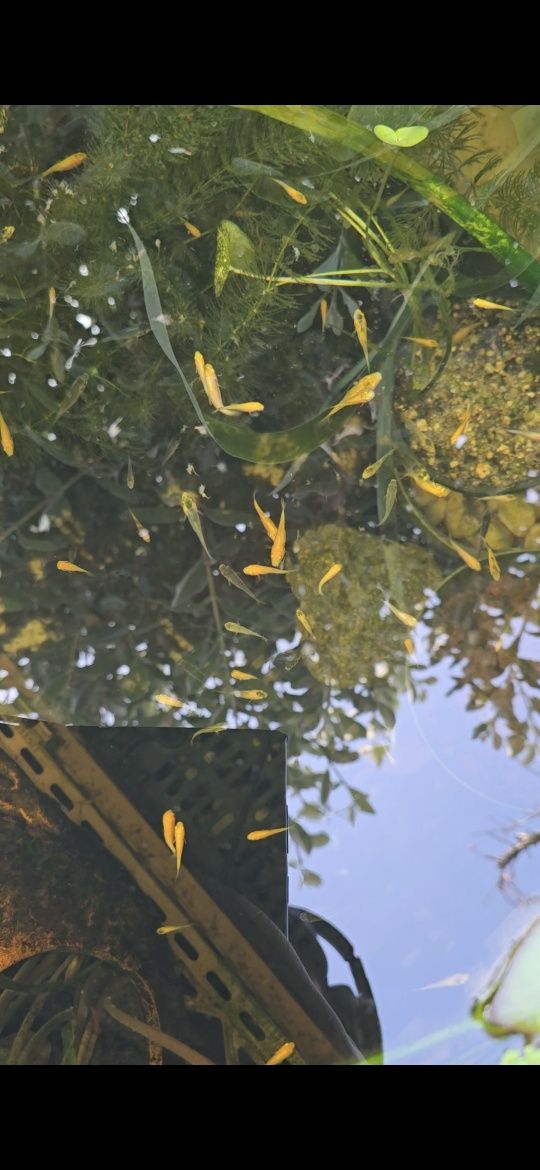 Carpa koi Bebé 1 mês de idade.