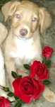 Animais bebezinhos