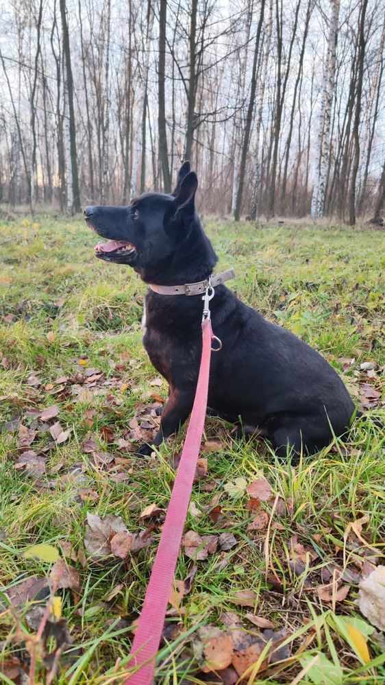Kochany, wesoły i przyjecieleki Doniu szuka domu!