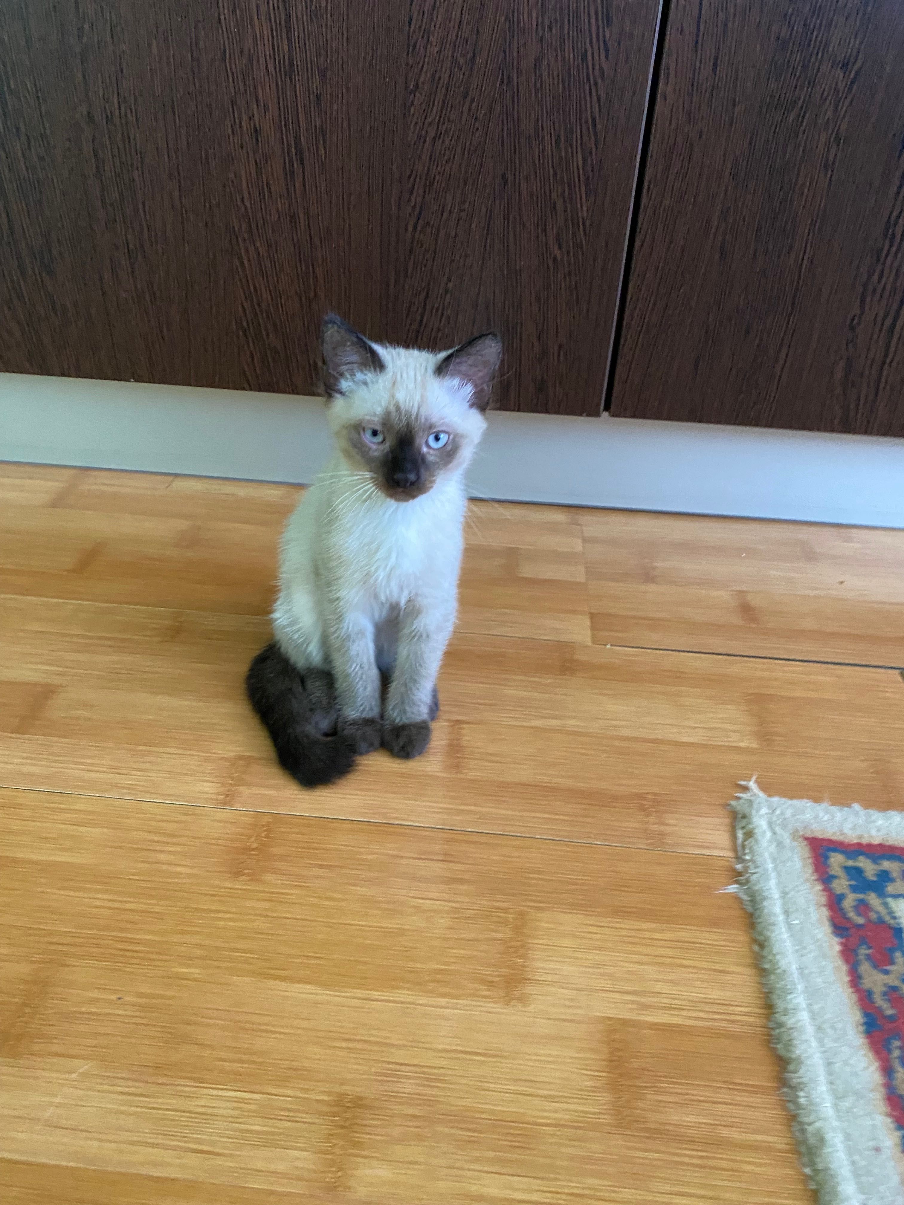 Сиамские котята!!!