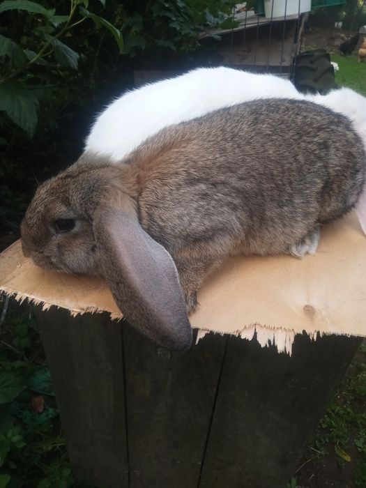 Sprzedam barany francuskie