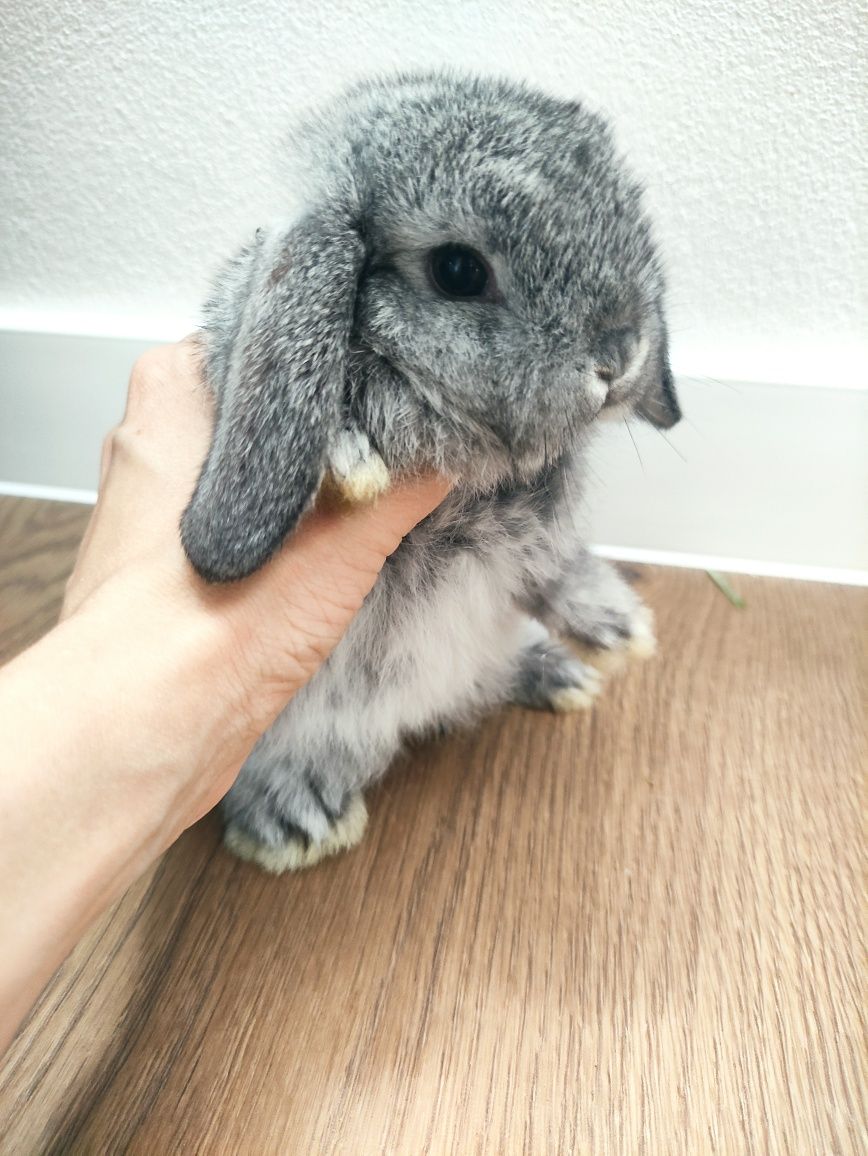 Królik Mini Lop gotowe do zmiany domku