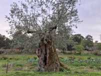 Oliveiras galegas milenares