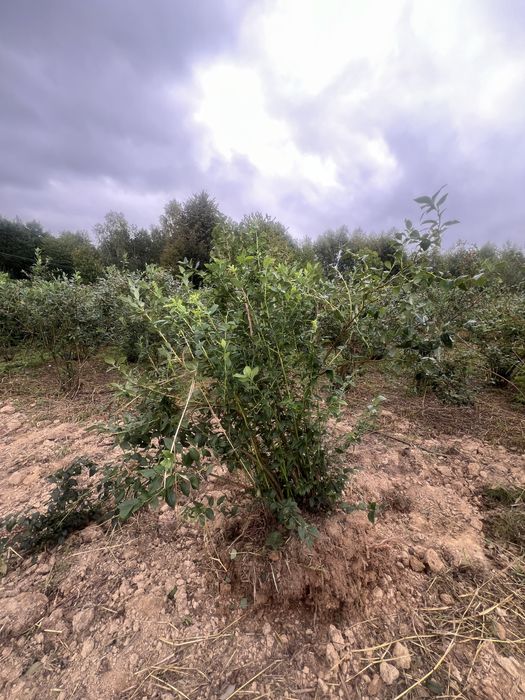 Borówka amerykańska