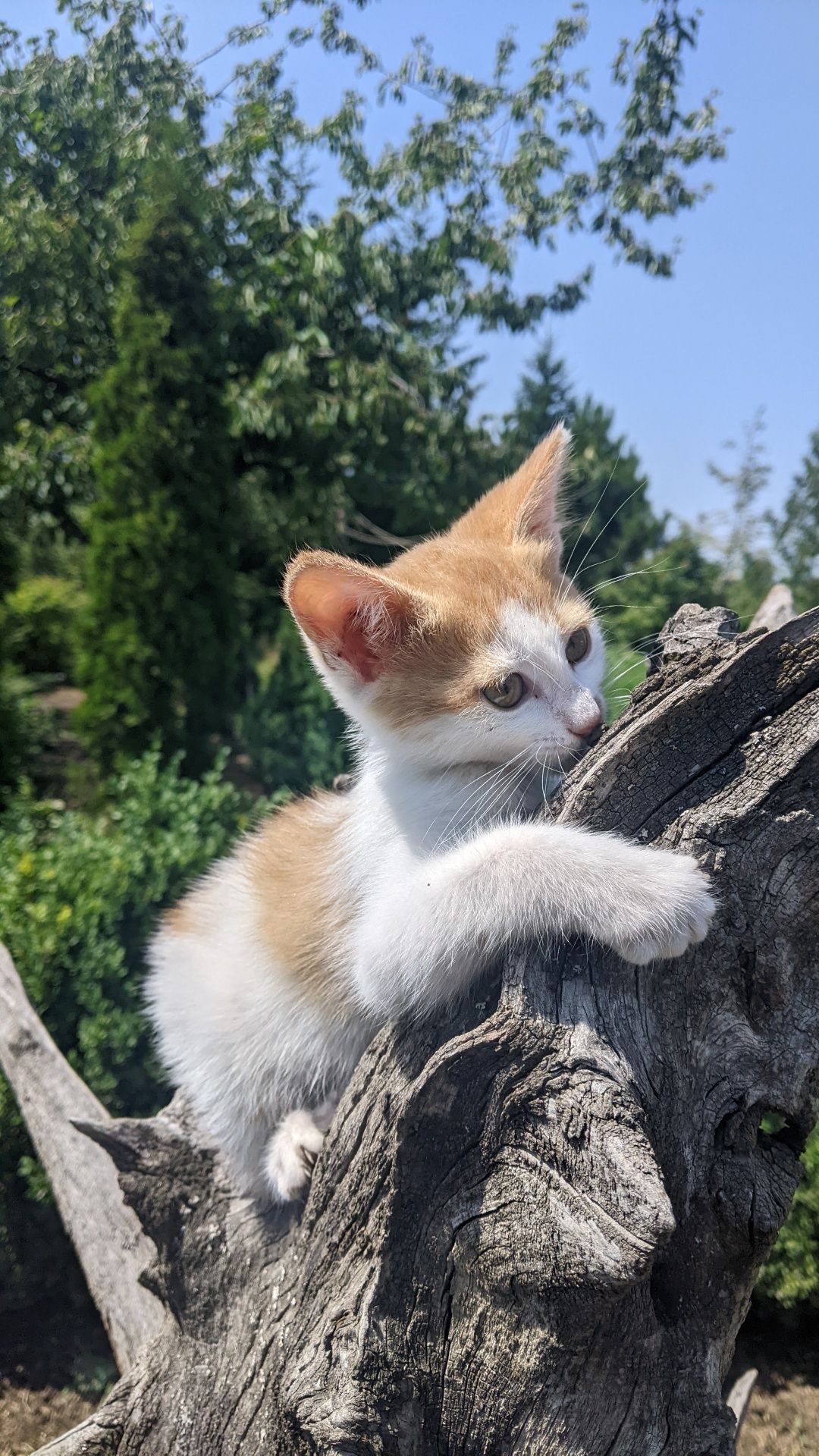 Отдам котят в хорошие руки бесплатно.