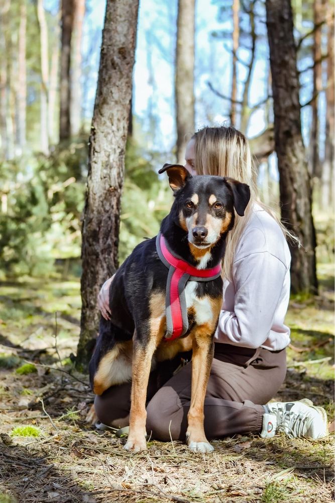 Afgan- średniej wielkości pies do odpowiedzialnej adopcji
