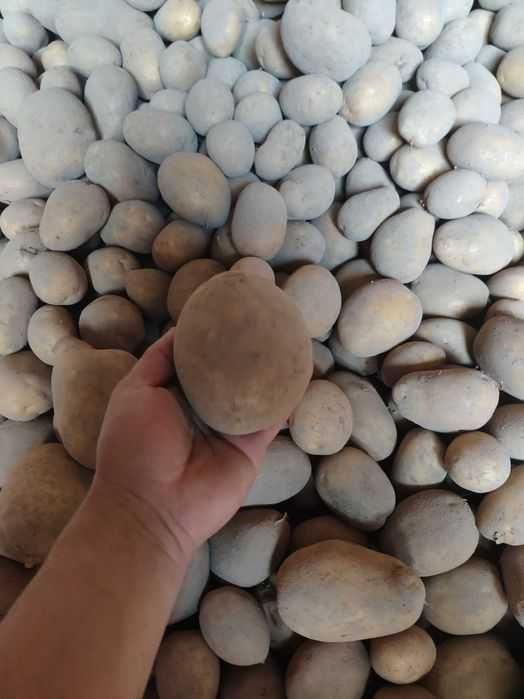 Ziemniak Soraya z transportem