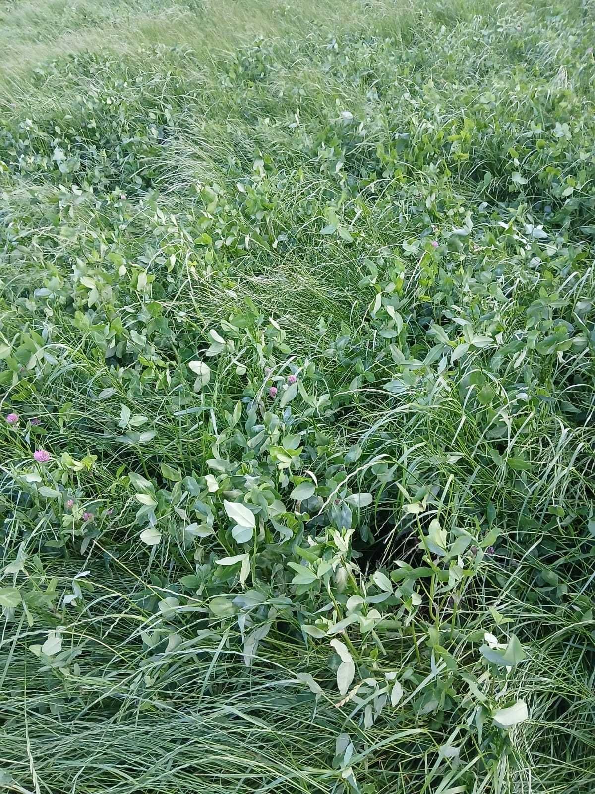 Sianokiszonka trawa z kończyną, bele 130