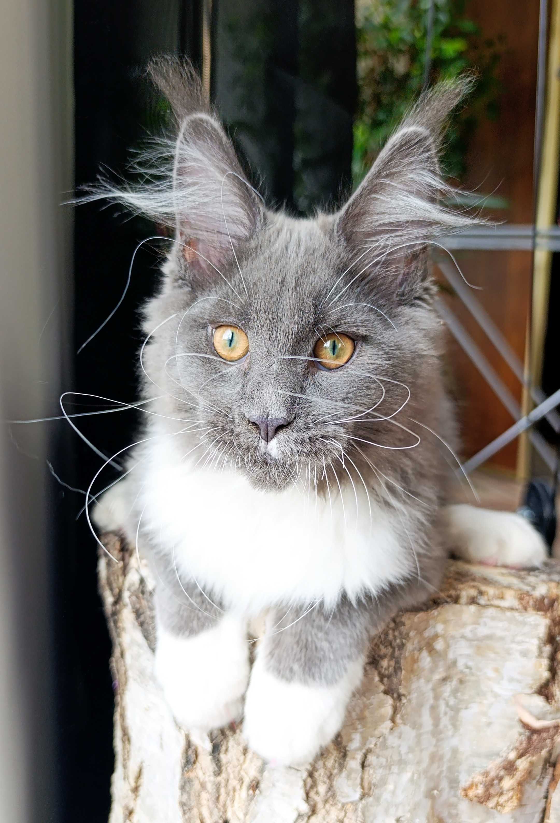 Niebiesko-biały mruczek Maine Coon - FPL