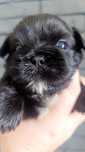 Śliczna shih tzu suczka