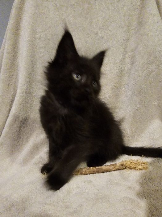 Cudowny Maine Coon Odbiór przed świętami