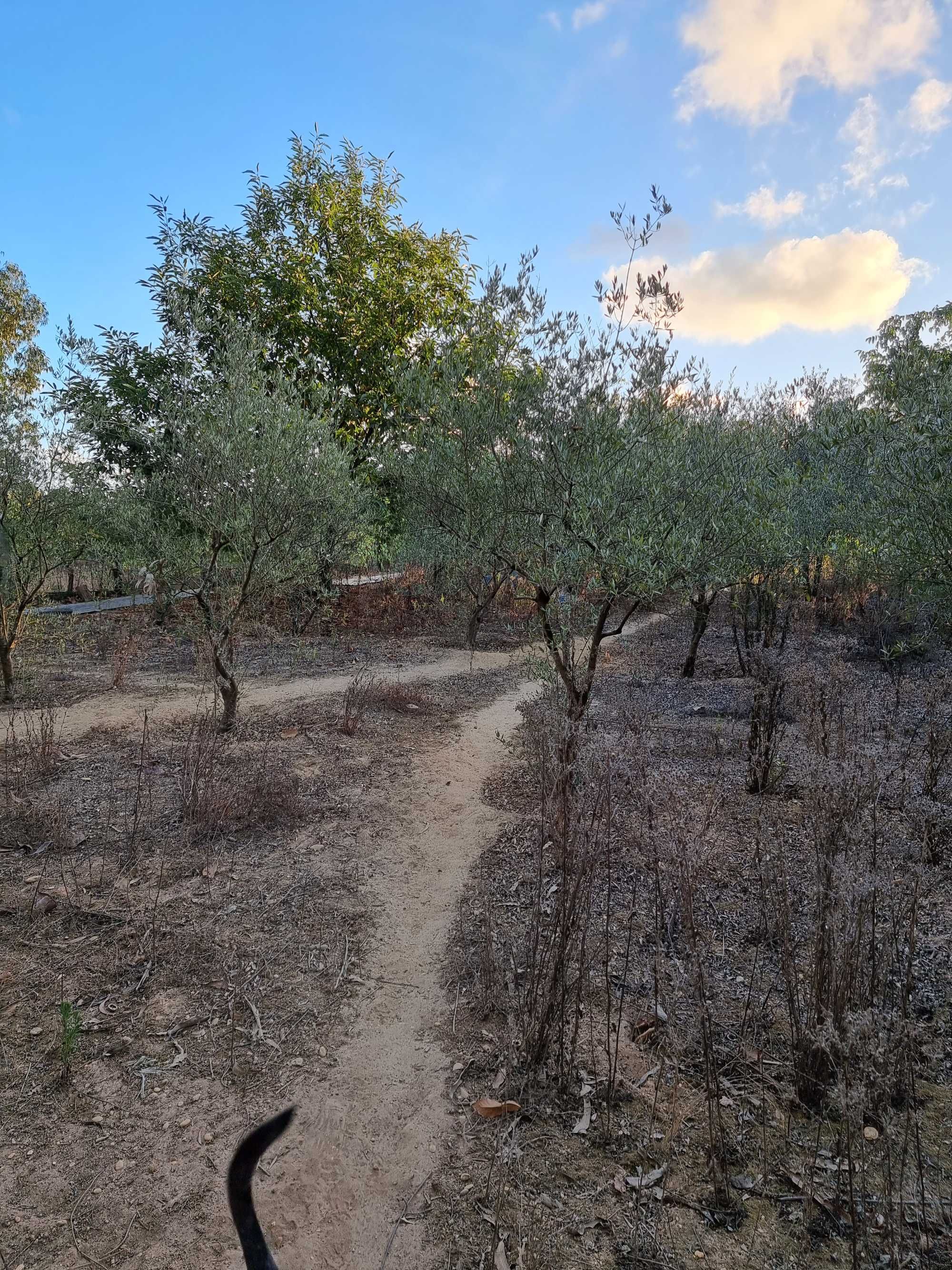 Oliveiras para venda