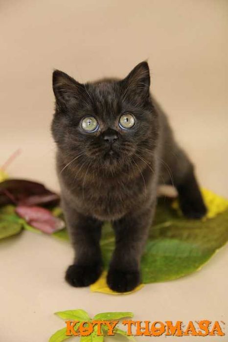 Kotki Brytyjskie, Koteczka brytyjska, Gotowa do zmiany domu.