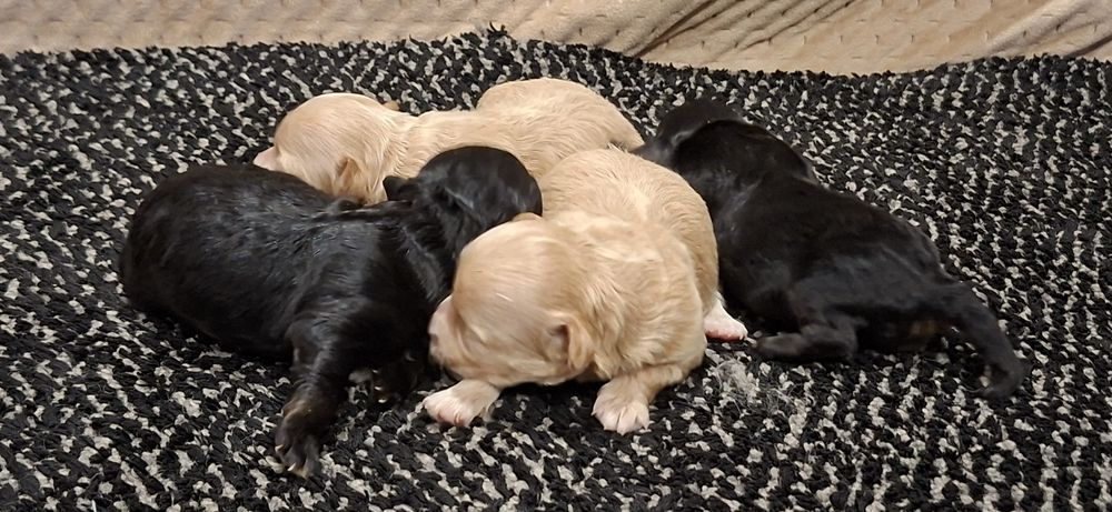 Suczki maltipoo z metryką do odbioru połowa stycznia