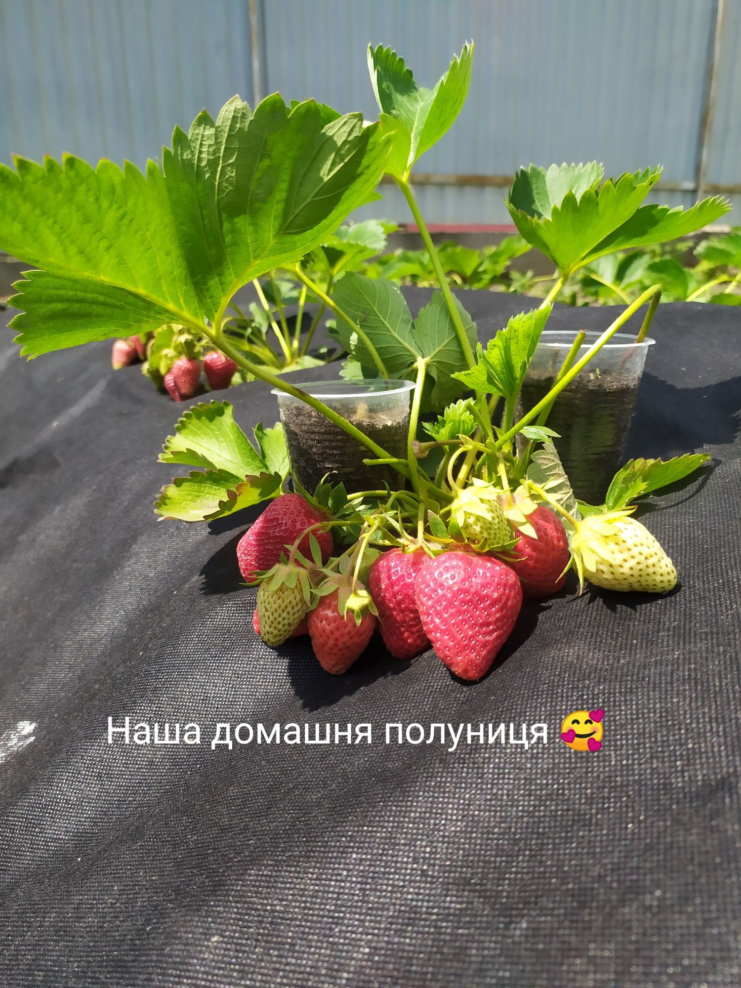 Саджанці полуниці, хонейка росана румба