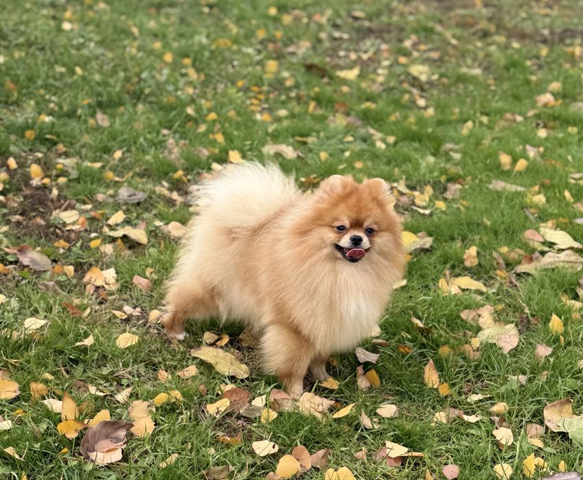 Померанский шпиц