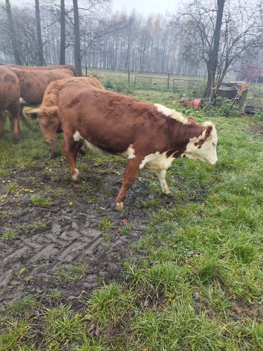 Jałówki cielne, mięsne hereford limousine angus