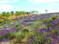78.000m2 Terreno para Plantações e para construção Casa de Campo. P...