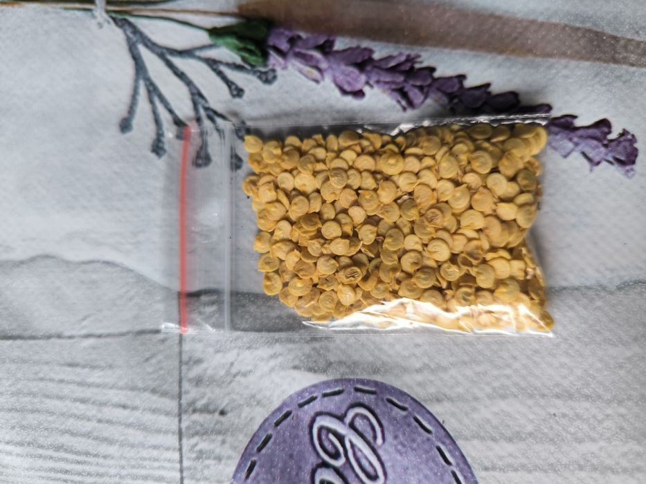 Nasiona papryki dużej czerwonej papryka słodka czerwona