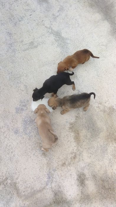 Doação de cães bebés