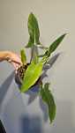 Philodendron mexicanum