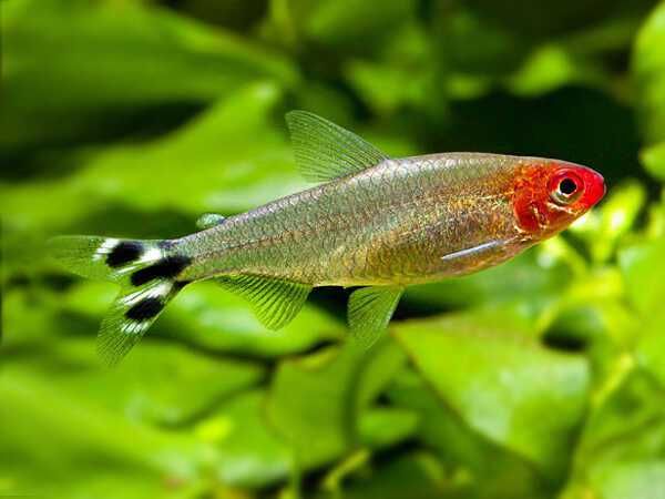 Rodostomus  ryba spokojna l-lawicowa