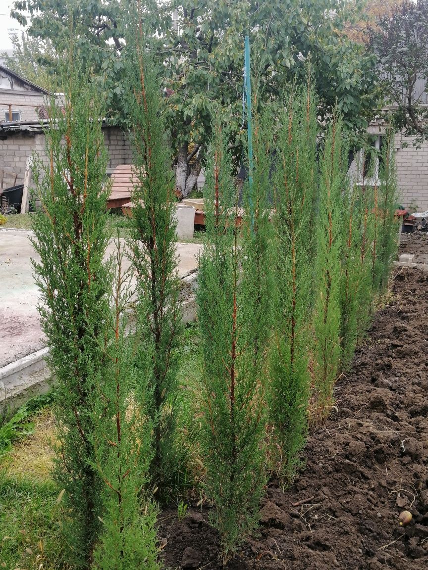 Кипарис вечнозеленый 'Стрикта' Cupressus sempervirens 'Stricta'