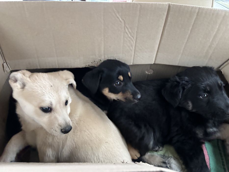 Віддамо в добрі руки цуценят