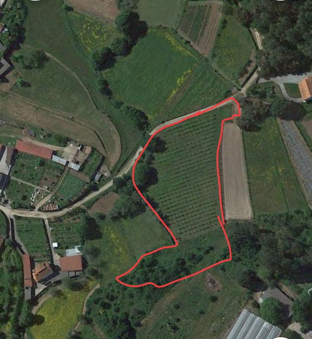 Terreno com plantação Alvarinho