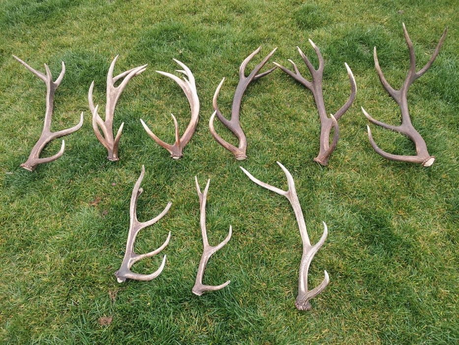 Poroże poroża Jelenia Jeleni Zrzuty