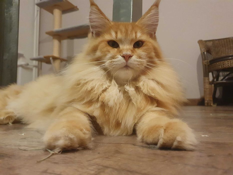 Sprzedam kotkę czarną Maine Coon