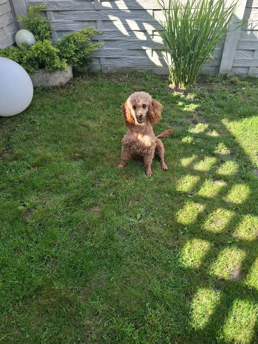 Cavapoo Piesek Red