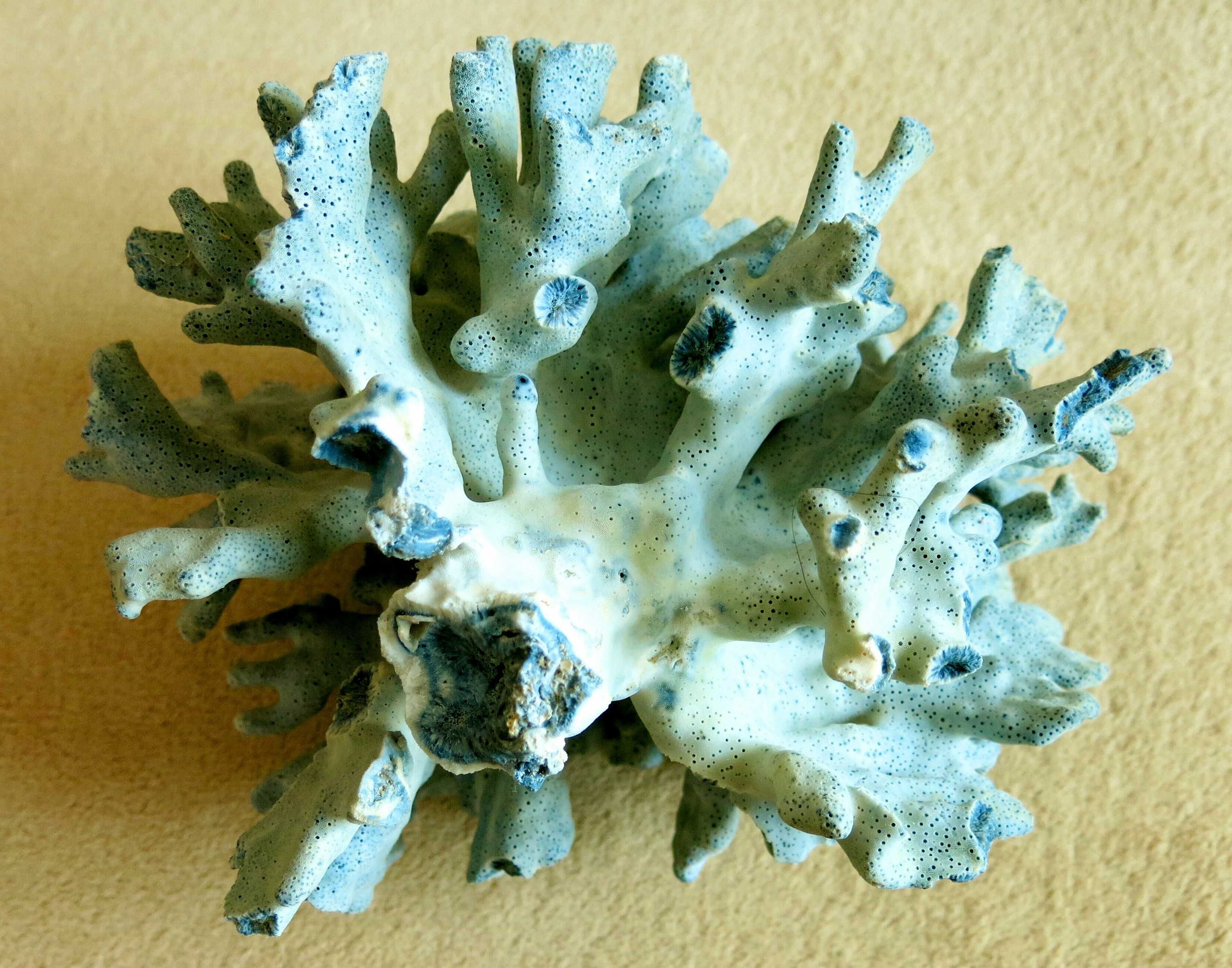 Koralowiec - Heliopora coerulea, Blue Coral / 220 x 174 x 160