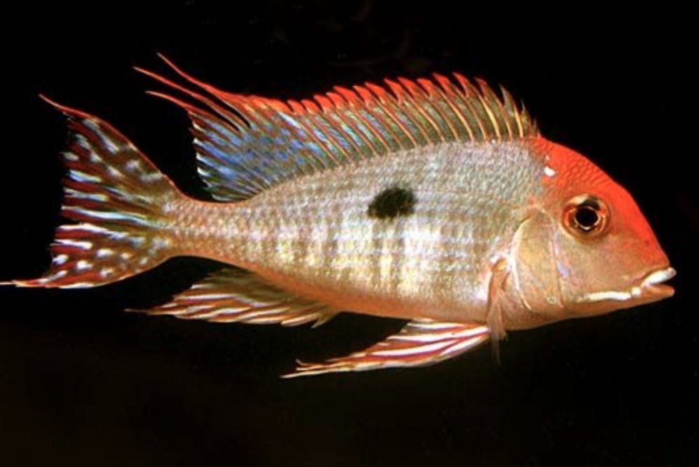 Геофагус Красноголовый Тапажос Tapajos Red Head