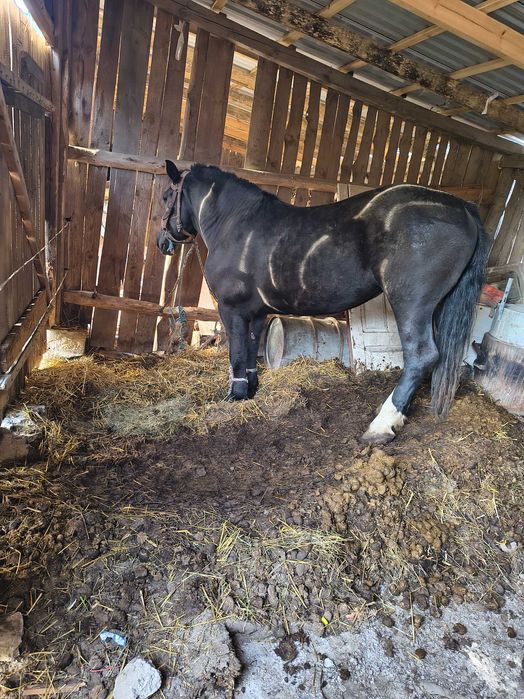 Klacz 3 lat zaprzęgana