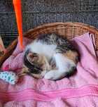 Śliczna Mała kotka tricolor do adopcji kociak szuka kochającego  domu