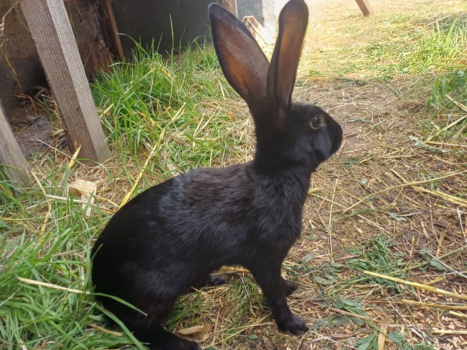 Młode zajęczaki czarne