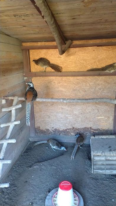 Samice Bażanta Diamentowego