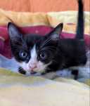 Gatinho para adopçao