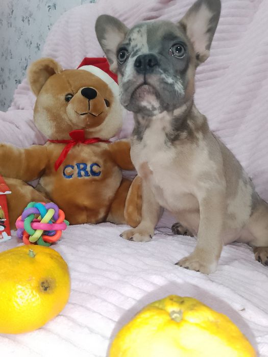 Щенки французики