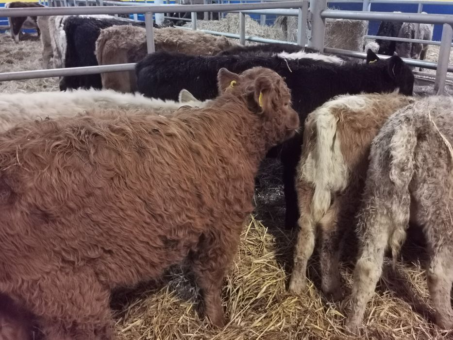 Odsadki ładne duże tanio