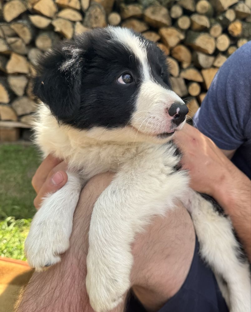 Border Collie suczka czarno biała.gotowa do odbioru.