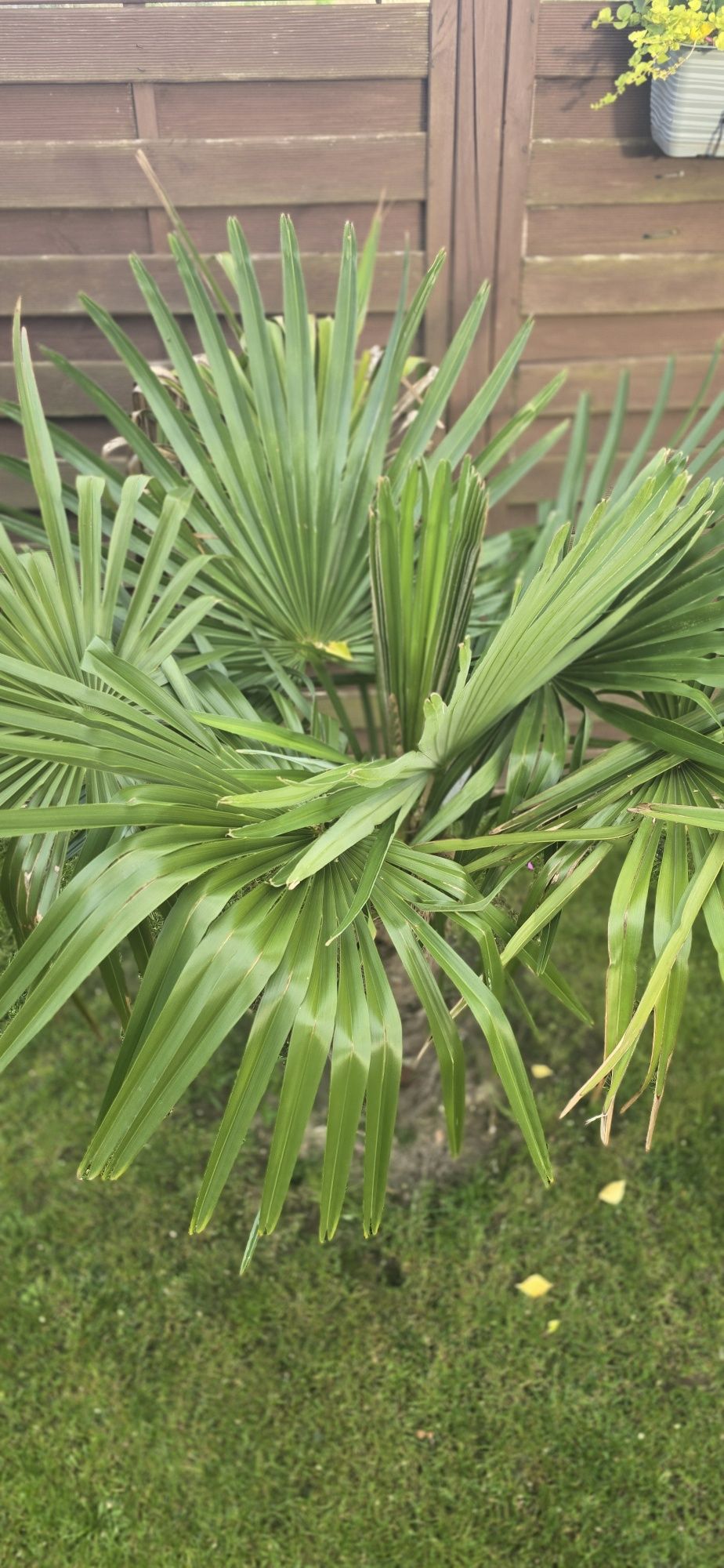 Palma Trachycarpus Fortunei. Piękna i zdrowa.