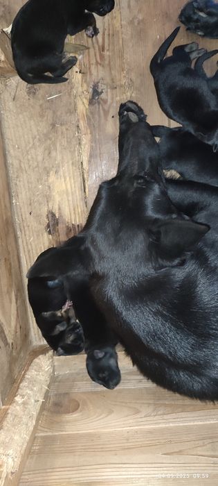 Цуценята чепрачної німецької вівчарки
