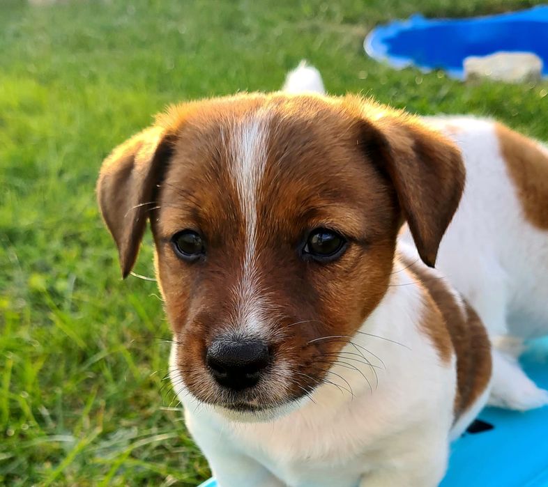 Jack Russell Terrier-  ZKwP/FCI