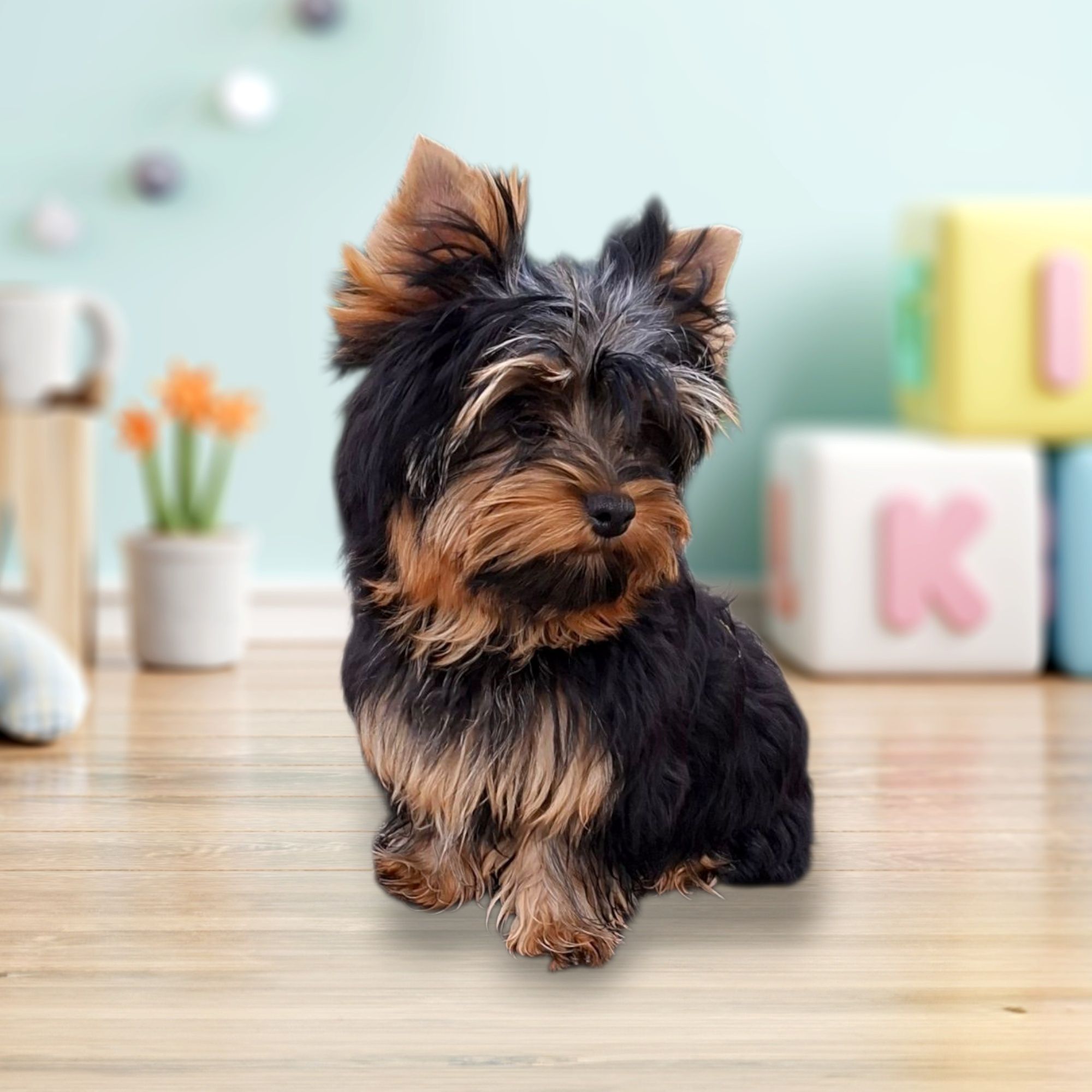 Doskonała laleczka Mia, sunia Yorkshire terrier