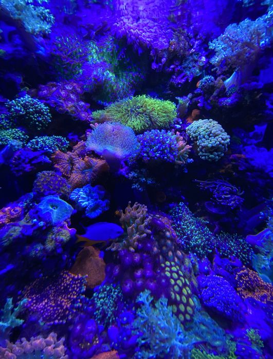 Продам морской аквариум Boyu TL-450