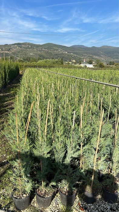 Продам кипарис лейланда Италия