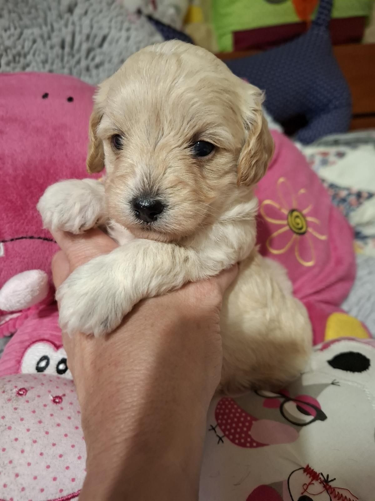 Maltipoo chłopczyk do rezerwacji, odbiór pod koniec maja.